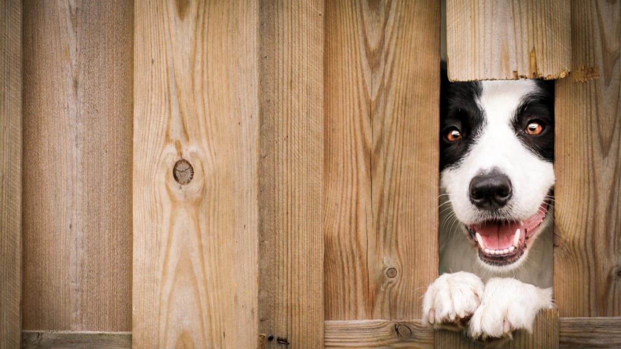 15 Easy Beginner Dog Tricks That Will Make Your Furry Friend a Superstar 16 15 Easy Beginner Dog Tricks That Will Make Your Furry Friend a Superstar - Peek a boo dog ss1451834927