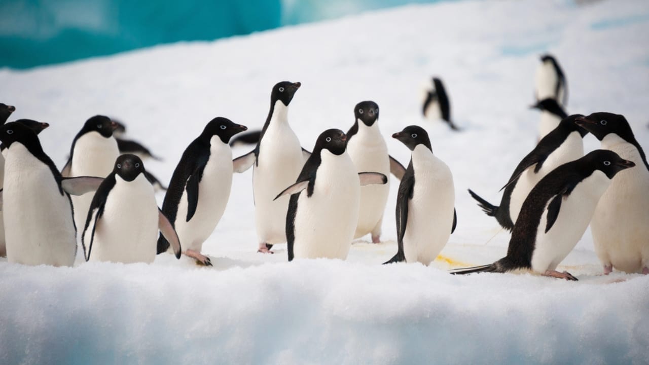 15 Animals Known for Their Gentle & Friendly Nature - Penguins dp13987533