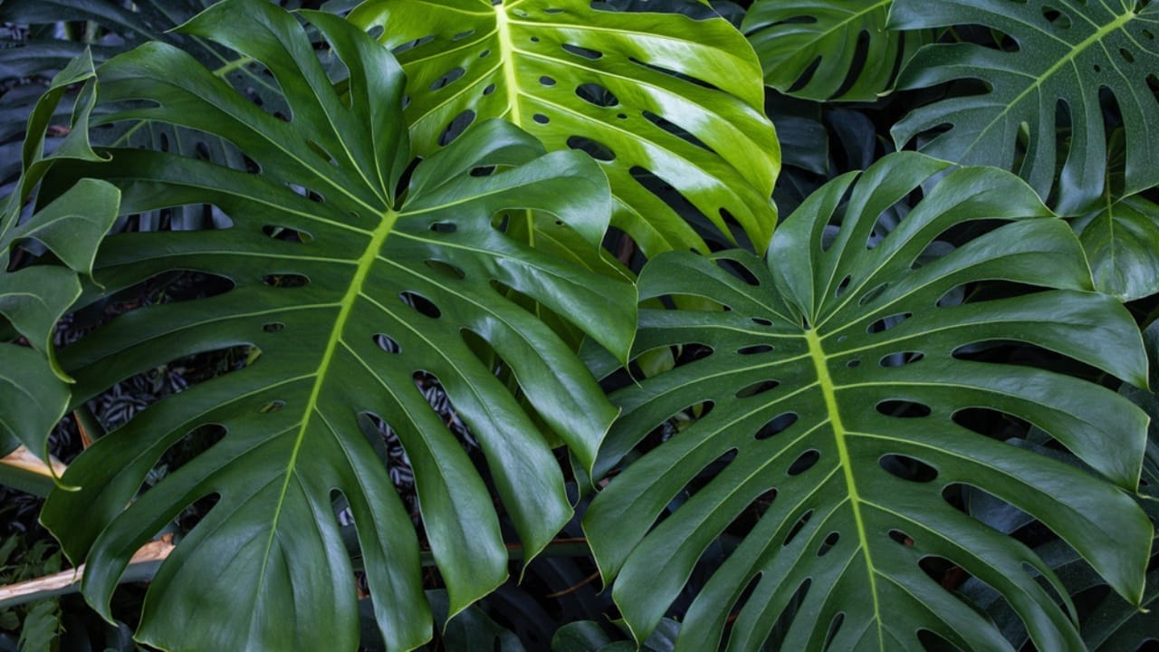 The Perfect Houseplant for Your Zodiac Sign: Find Your Match 5 The Perfect Houseplant for Your Zodiac Sign: Find Your Match - Philodendron elegans big leaf dp289922764