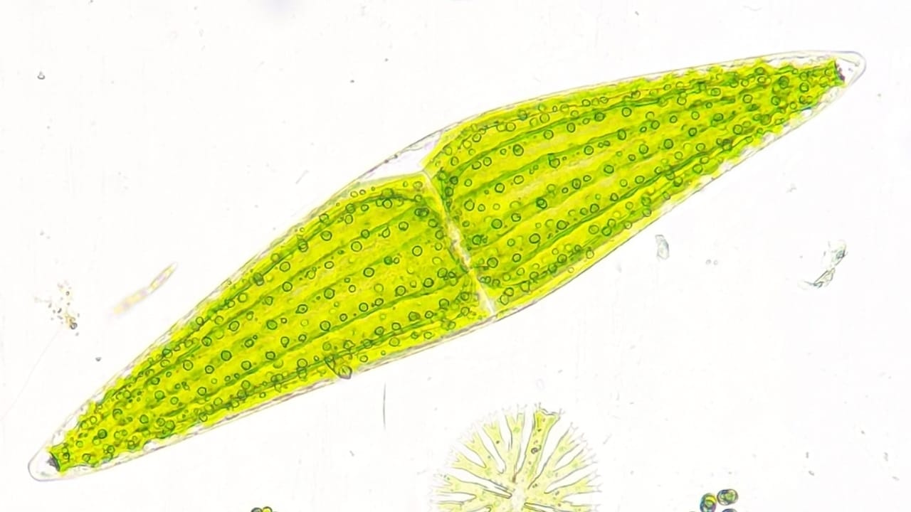 10 Species Whose Extinction Would Be Catastrophic to Humans 10 10 Species Whose Extinction Would Be Catastrophic to Humans - Phytoplankton ss2434457439