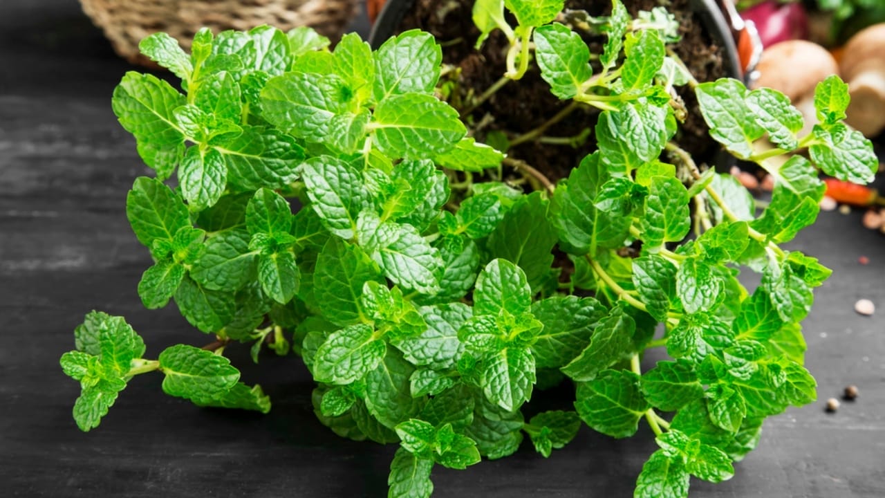 Ditch the Pesticides: 15 Natural Pest-Repelling Plants for a Thriving Garden 5 Ditch the Pesticides: 15 Natural Pest-Repelling Plants for a Thriving Garden - Plant mint dp106396314
