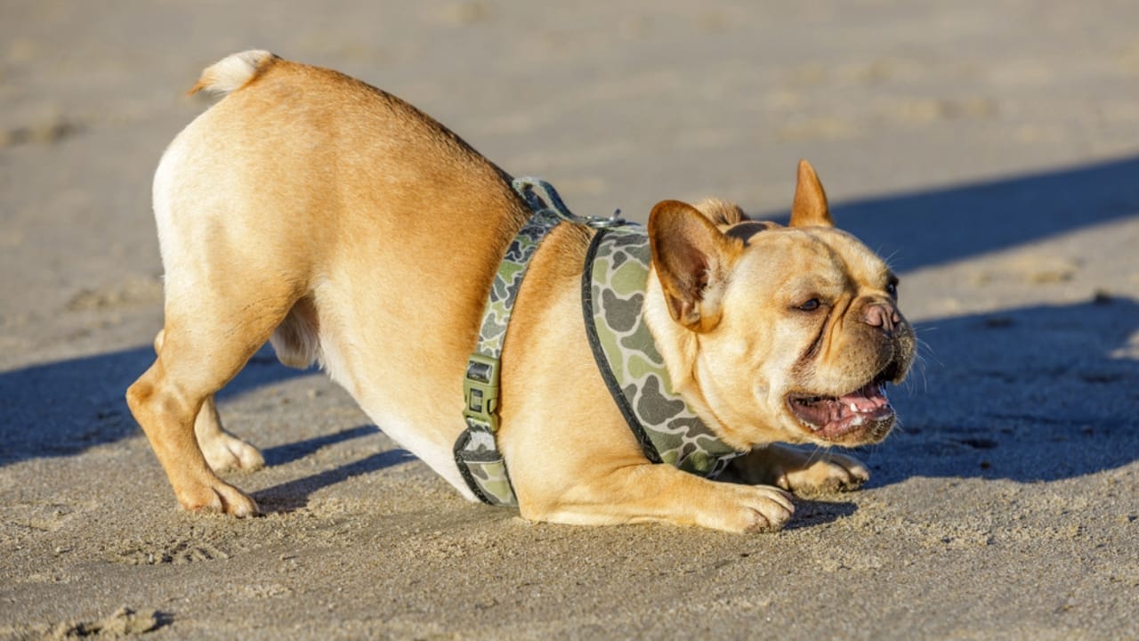 18 Ways Your Dog Communicates Without Saying a Word 6 18 Ways Your Dog Communicates Without Saying a Word - Playful dog bowing dp246204564