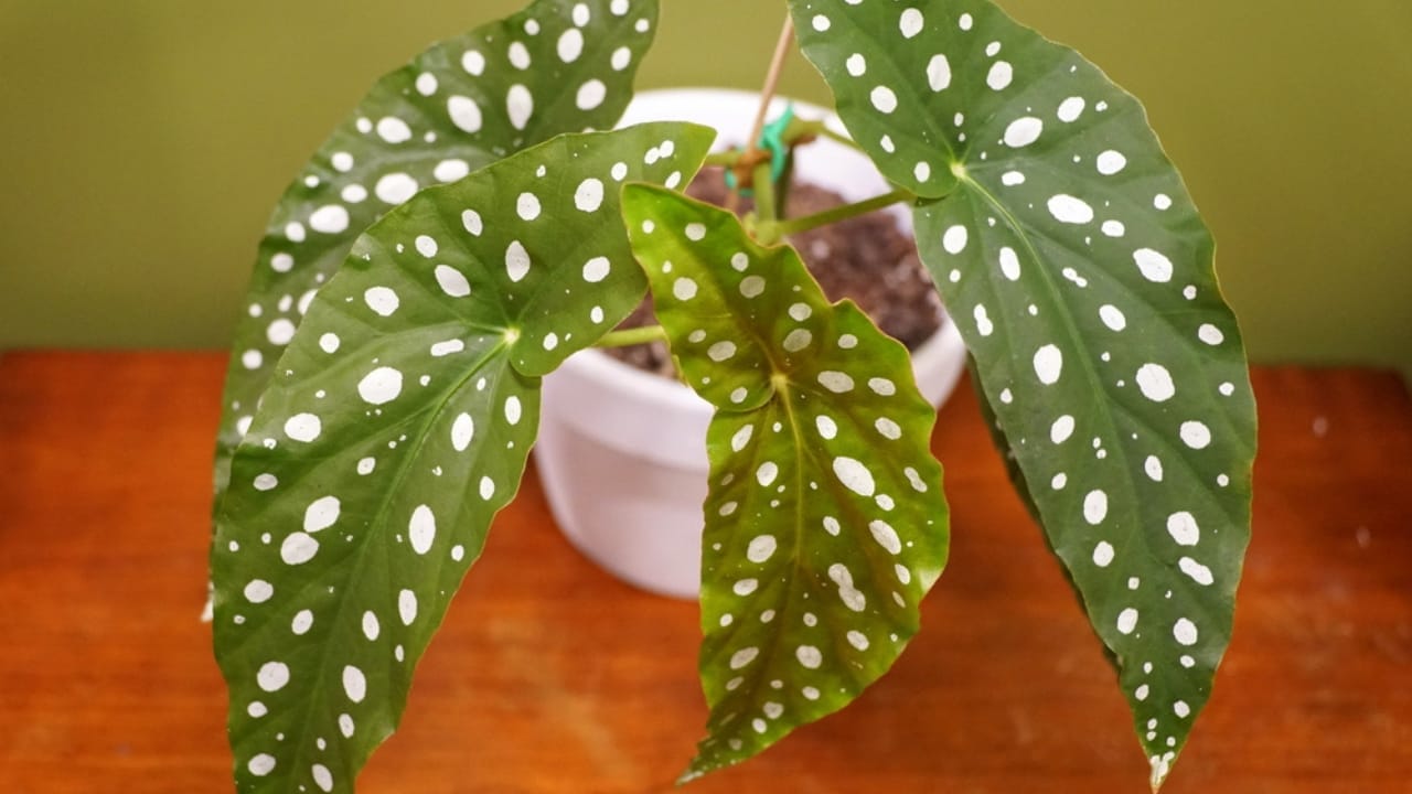 11 Houseplants You Can Forget About—No Fertilizer Needed - Polka dot plants dp478027258