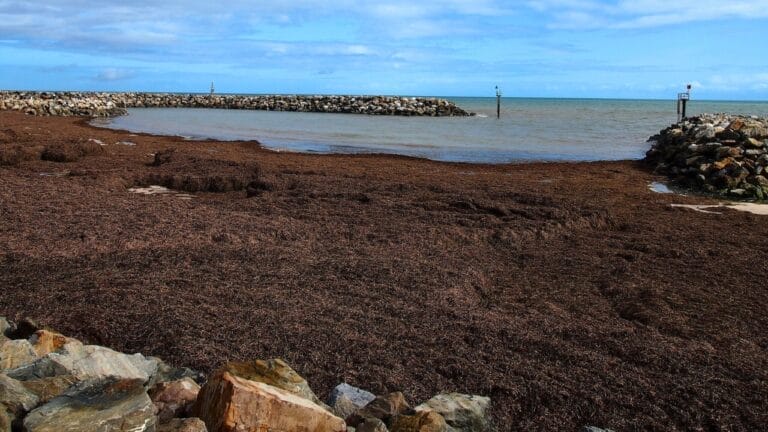 Researchers Discover World’s Largest Plant—A 4,500-Year-Old Giant Spanning 112 Miles off Australia’s Coast 8 Researchers Discover World’s Largest Plant—A 4,500-Year-Old Giant Spanning 112 Miles off Australia’s Coast - Posidonia australis wiki