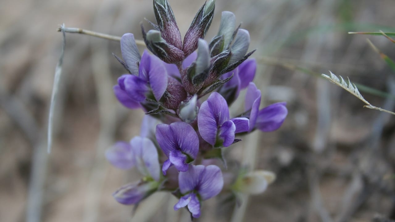 10 Unheard-of Foods That Became Lifesavers During Famine & Shortages 8 10 Unheard-of Foods That Became Lifesavers During Famine & Shortages - Prairie turnips wc