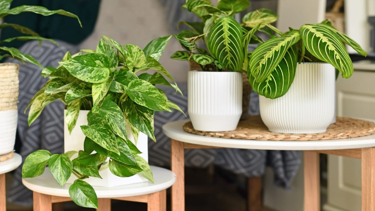 Say Goodbye to Leaf Scorch with These 10 Plant Care Tips 5 Say Goodbye to Leaf Scorch with These 10 Plant Care Tips - Prayer plants dp501884388