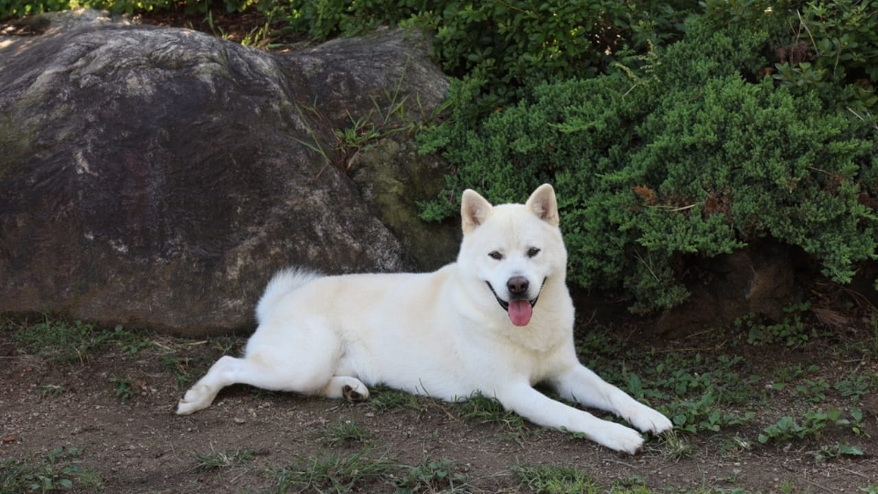 25 Dog Breeds for Those Who Love the Weird & Wonderful 16 25 Dog Breeds for Those Who Love the Weird & Wonderful - Pungsan Dog ss2207100235