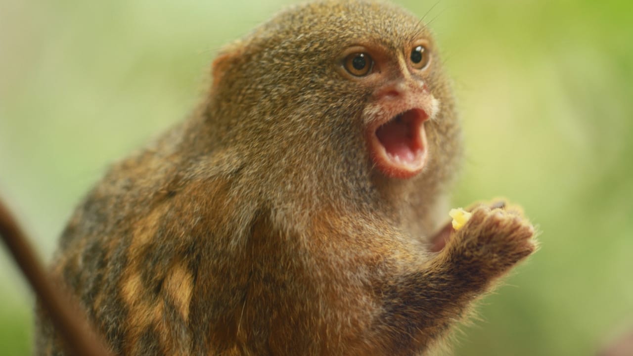 15 Animals Known for Their Gentle & Friendly Nature - Pygmy Marmosets dp28229219