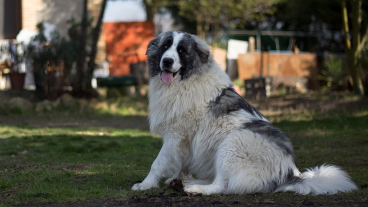 16 Mastiff Breeds That Prove Big Dogs Have Bigger Hearts - Pyrenean Mastiff dog ss2235143725