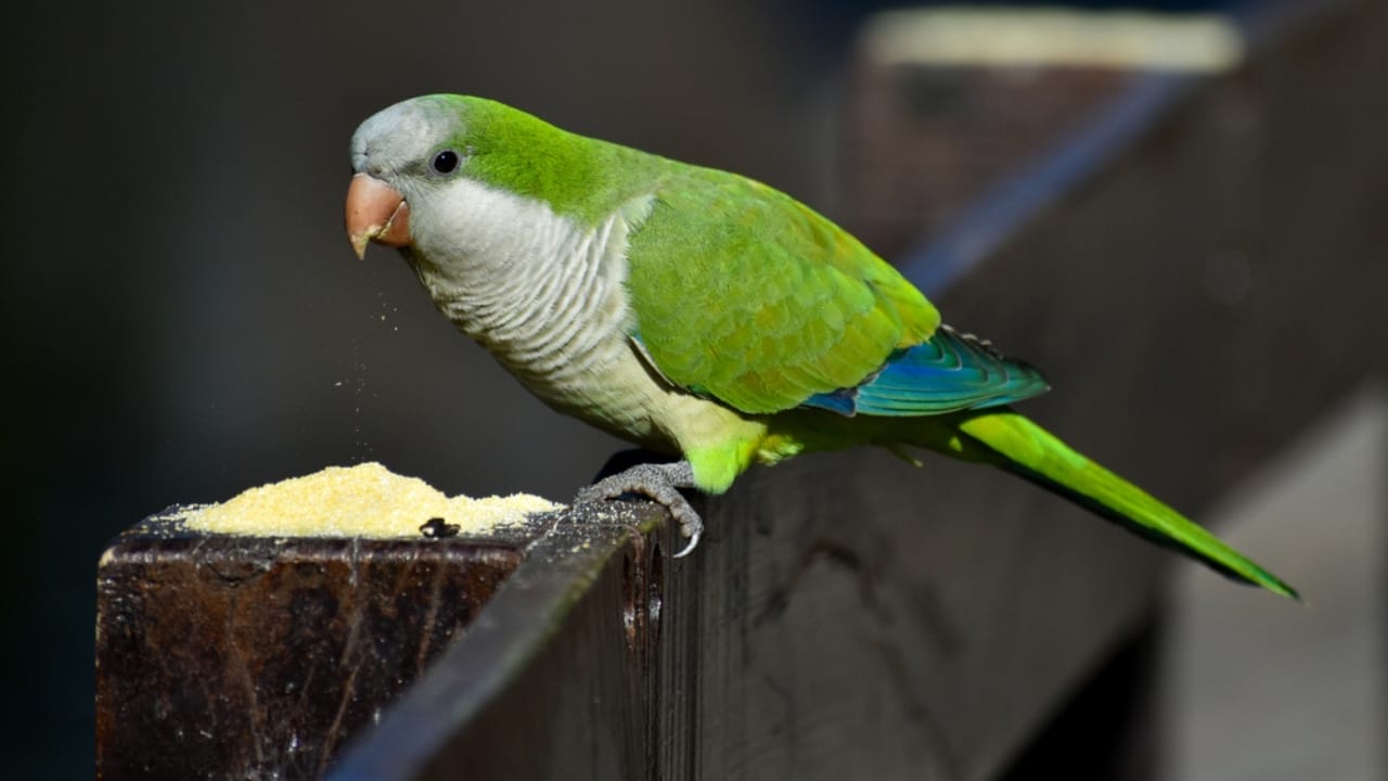 10 of the Chattiest Birds You’ll Ever Meet 6 10 of the Chattiest Birds You’ll Ever Meet - Quaker Parrot or Monk Parakeet dp505121708