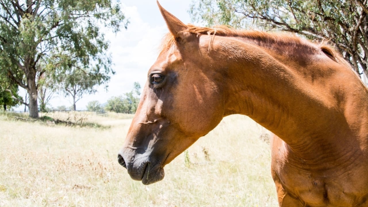 25 Perfect Horse Breeds for Kids Starting Out 23 25 Perfect Horse Breeds for Kids Starting Out - Quarab horse ss2391219329