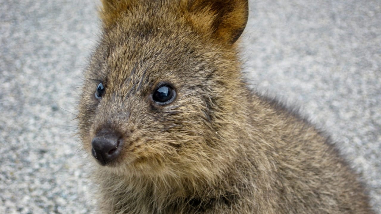 15 Animals Known for Their Gentle & Friendly Nature 6 15 Animals Known for Their Gentle & Friendly Nature - Quokka dp251641486