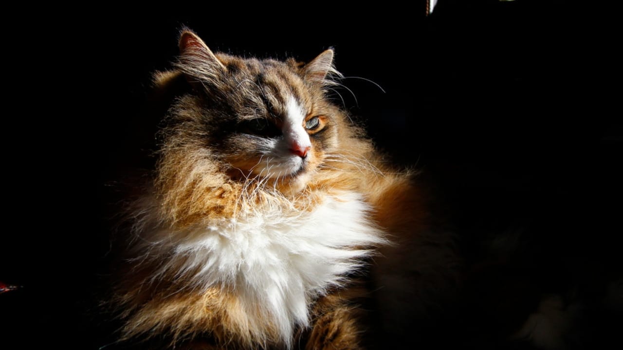 15 Luxurious Long-Haired Cats You'll Fall in Love With 16 15 Luxurious Long-Haired Cats You'll Fall in Love With - Ragamuffin cat dp523355946