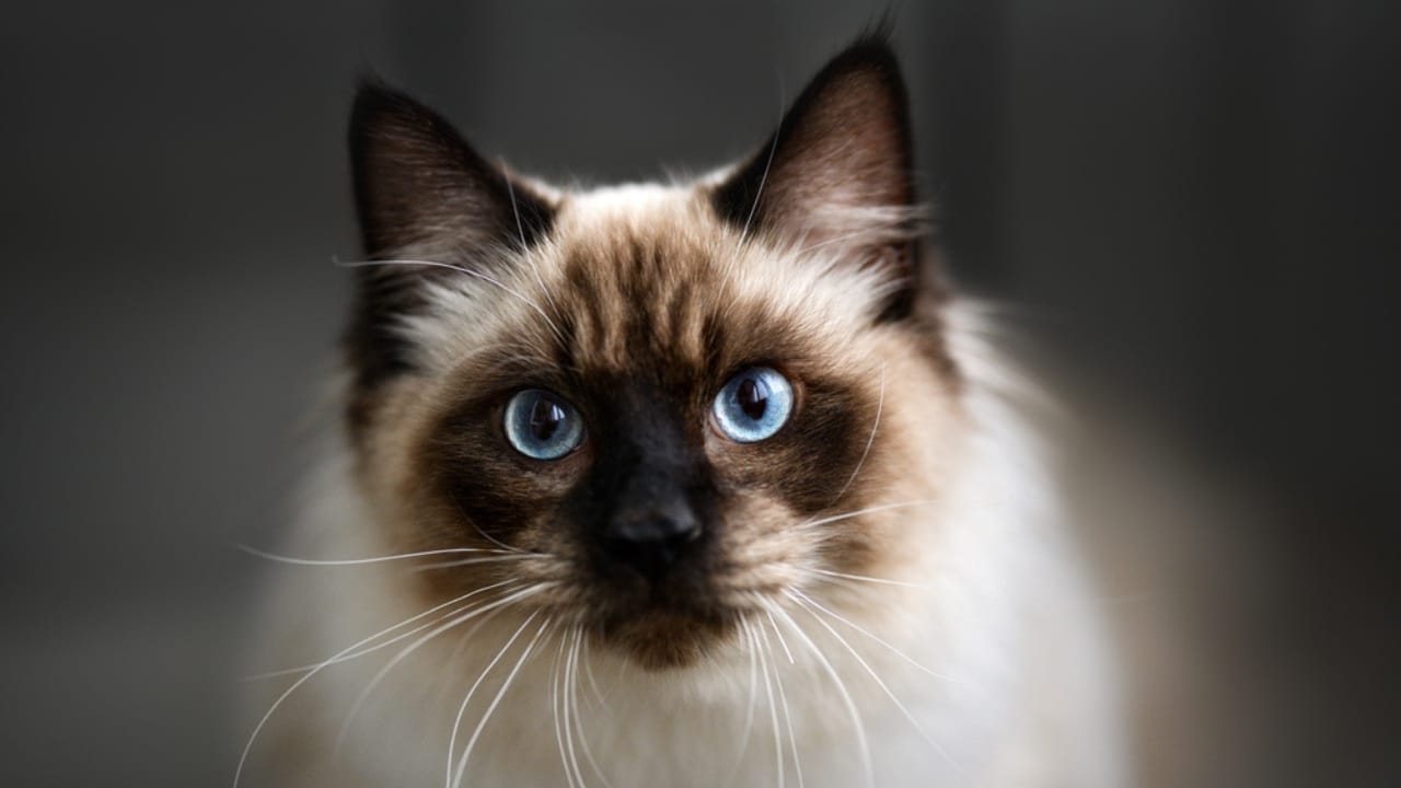 Meet the 16 Strongest Cat Breeds on the Planet - Ragdoll cat dp536264156