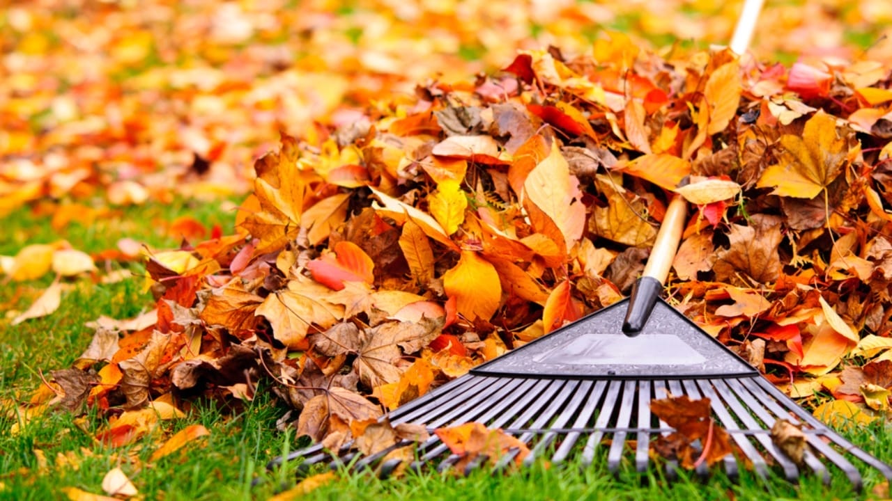 15 Essential Fall Gardening Tools & Resources for a Thriving Autumn Garden 3 15 Essential Fall Gardening Tools & Resources for a Thriving Autumn Garden - Rake on lawn dp16942183