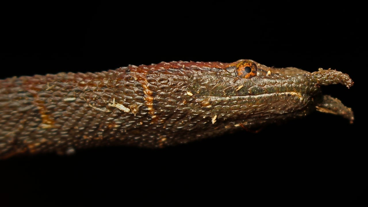 10 Weird Snakes That Make You Question What’s Possible in Nature 2 10 Weird Snakes That Make You Question What’s Possible in Nature - Rare Tentacle Snake Erpeton tentaculatum ss1659734581