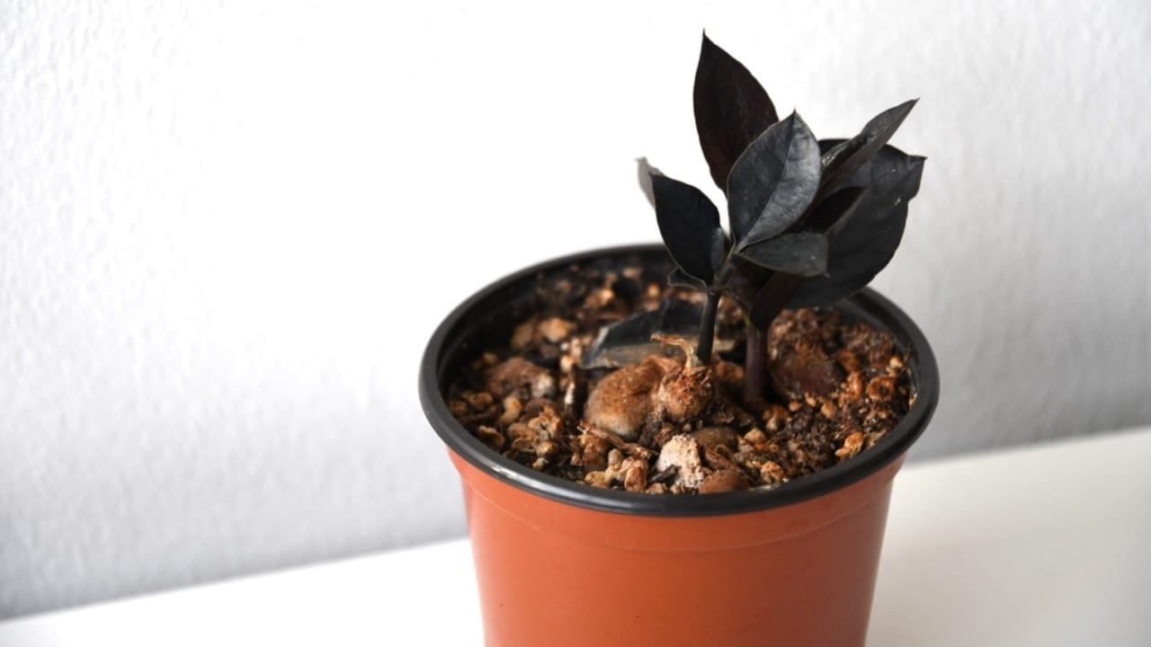 17 Houseplants That Can Live for Decades 19 17 Houseplants That Can Live for Decades - Raven ZZ ss2398159545