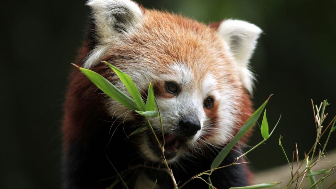 15 Animals Known for Their Gentle & Friendly Nature - Red Panda dp84702324