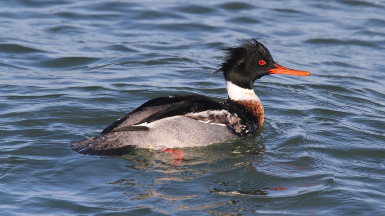 15 Birds That Take Flight at Record-Breaking Speeds - Red breasted Merganser duck dp18400919