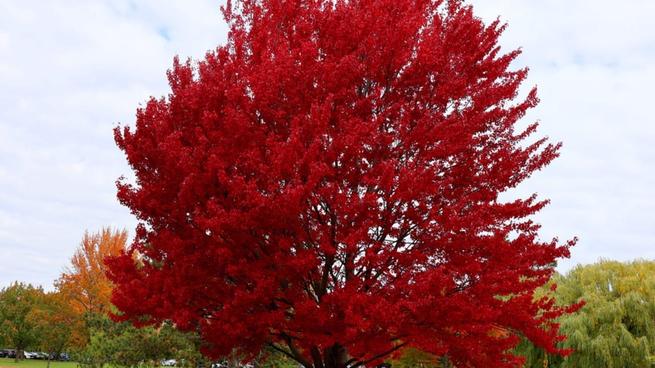 15 Plants to Turn Your Garden into a Hummingbird Haven - Red maple tree dp616296932