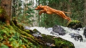 10 Best Dog Breeds That Excel at Protecting Against Mountain Lions 1 10 Best Dog Breeds That Excel at Protecting Against Mountain Lions - Rhodesian ridgeback dog jumping ss2250515757