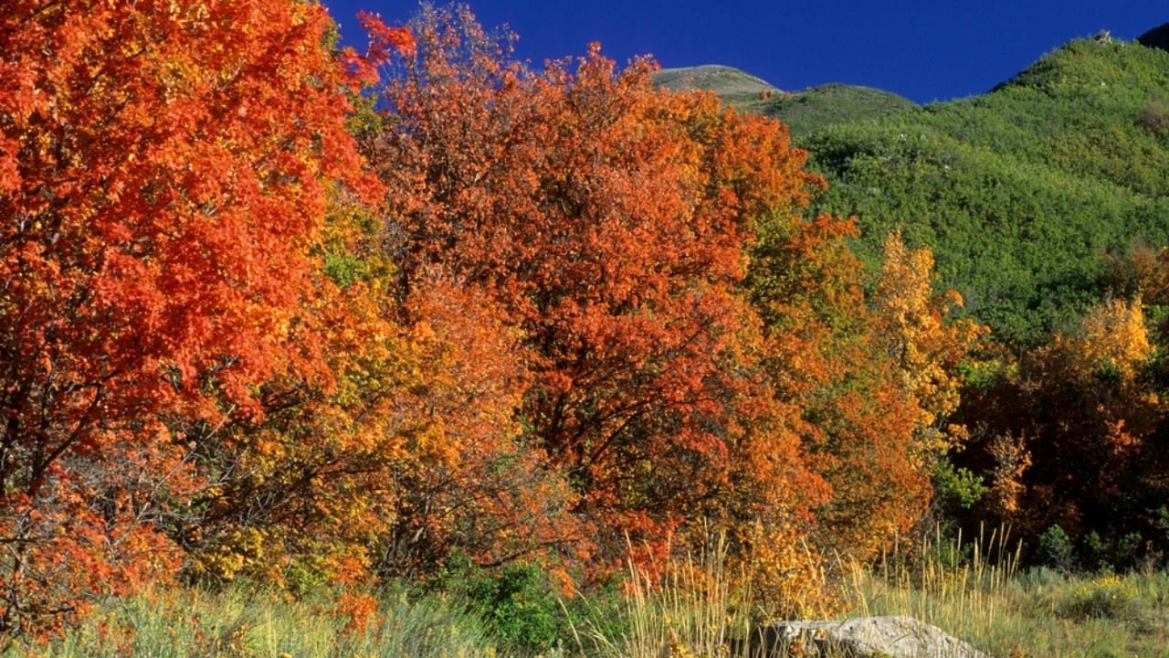 Tapping into Nature's Sweetness: 23 Trees That Produce Unique Syrups 16 Tapping into Nature's Sweetness: 23 Trees That Produce Unique Syrups - Rocky mountain maple dp587883850