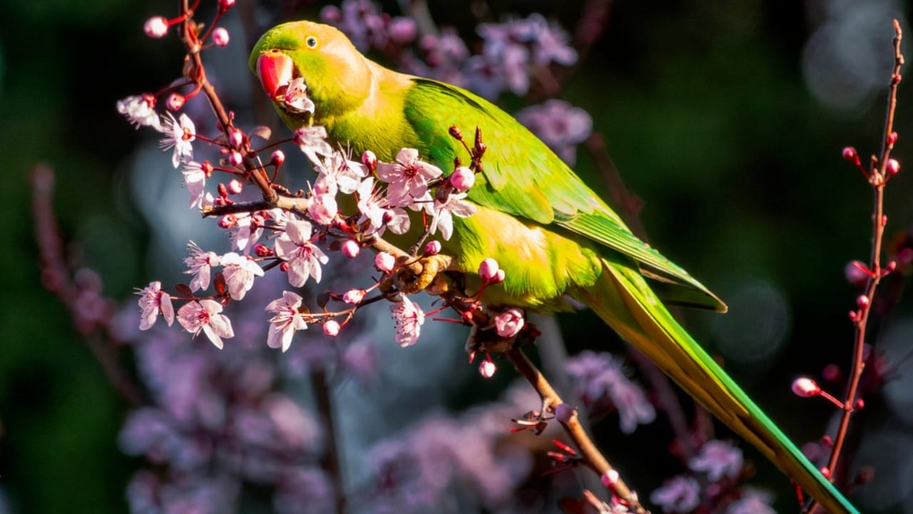 10 of the Chattiest Birds You’ll Ever Meet 5 10 of the Chattiest Birds You’ll Ever Meet - Rose ringed Parakeet dp739005134