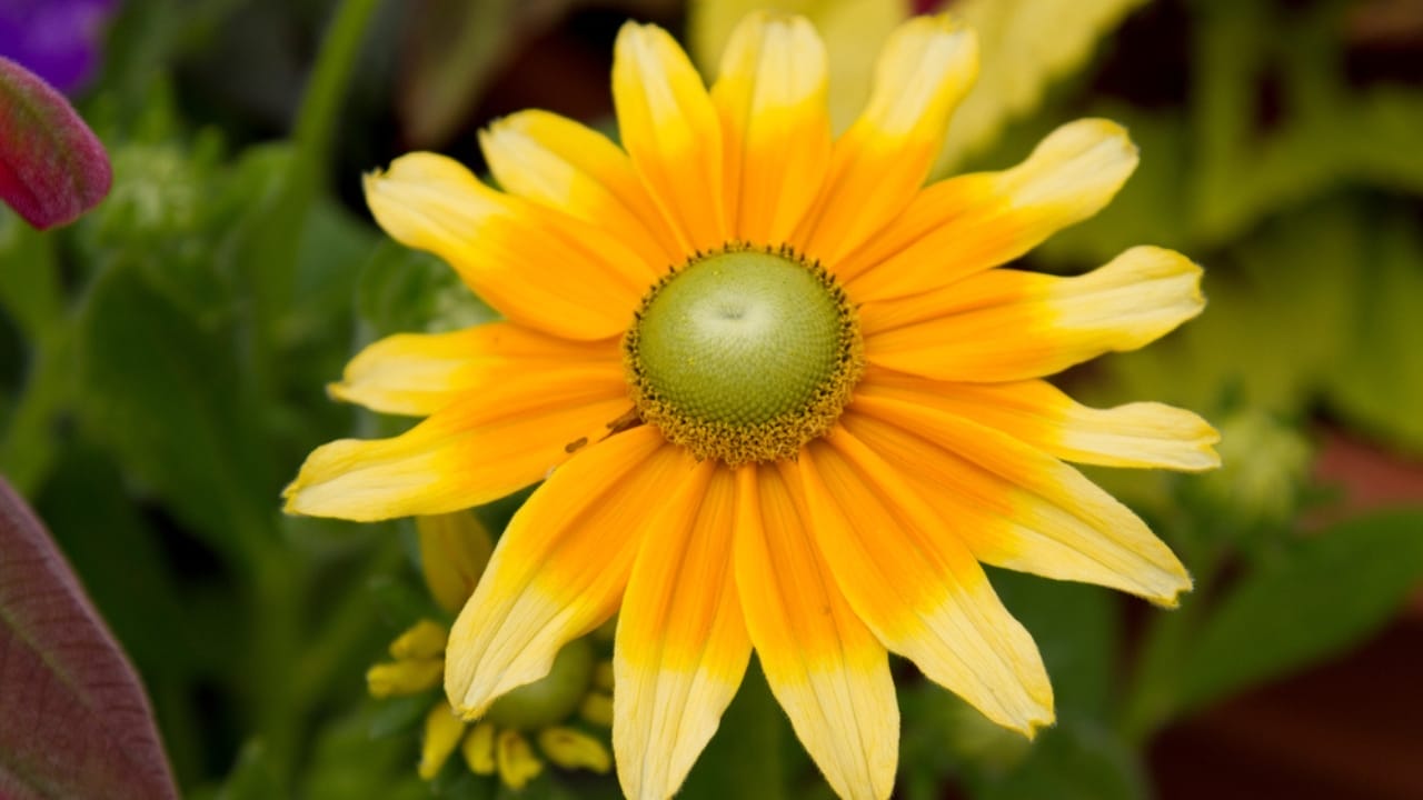 7 Rudbeckia Varieties to Put Some Fun & Sun in Your Garden 9 7 Rudbeckia Varieties to Put Some Fun & Sun in Your Garden - Rubeckia hirta flower ss1737134492
