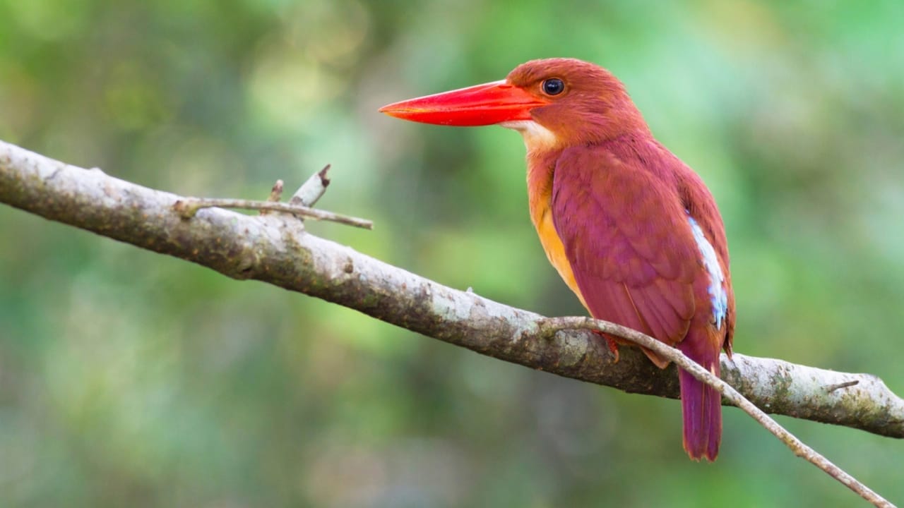 7 Orange-Headed Birds That Stand Out in Nature’s Palette 9 7 Orange-Headed Birds That Stand Out in Nature’s Palette - Ruddy Kingfisher dp80600228