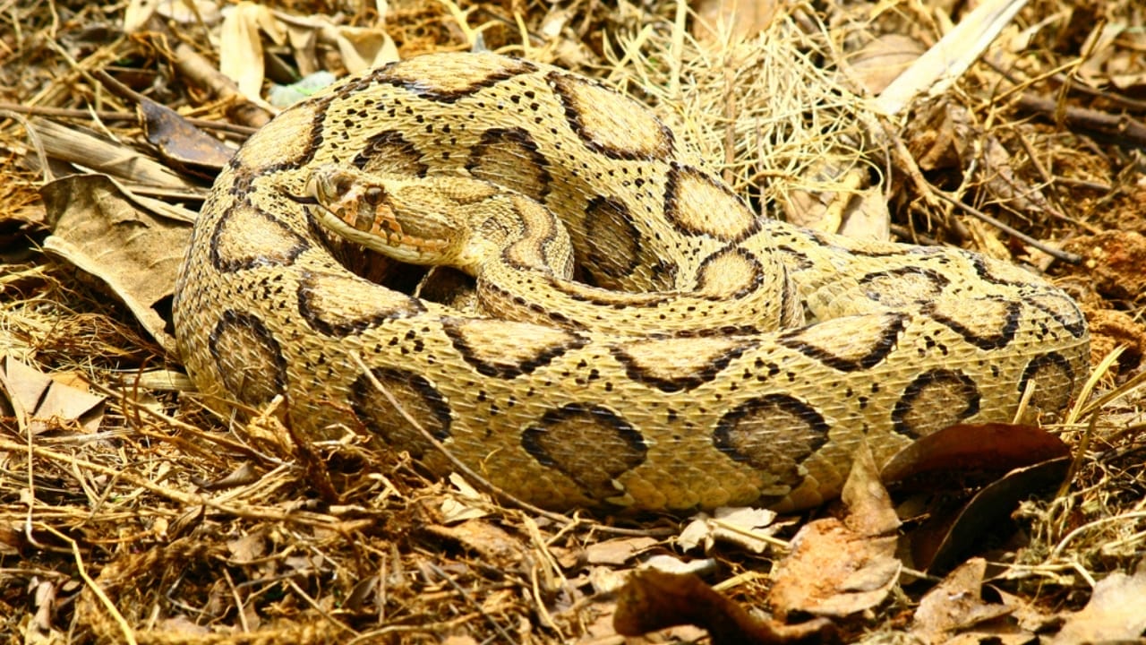 Ranking the 14 Most Dangerous Snakes in the World 12 Ranking the 14 Most Dangerous Snakes in the World - Russells Viper ss468579686
