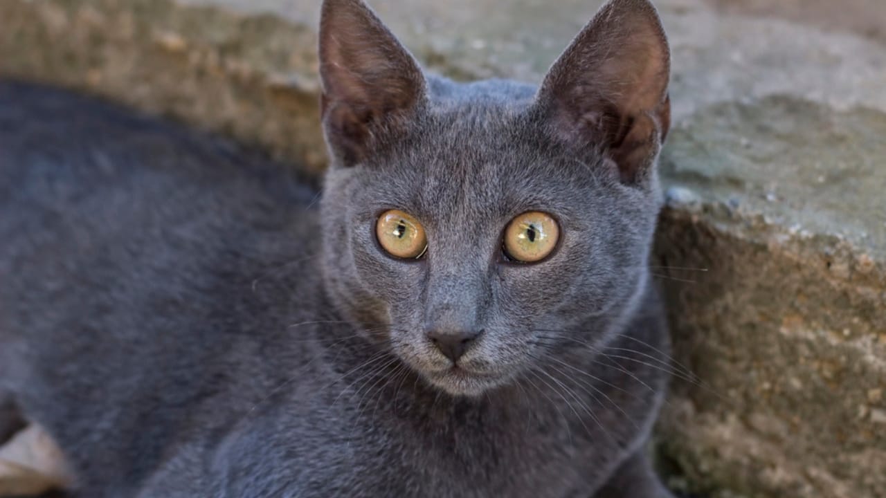 15 Cute Cats You’ll Fall for—if You Can Keep Up with Their Needs 12 15 Cute Cats You’ll Fall for—if You Can Keep Up with Their Needs - Russian Blue cat dp51574731