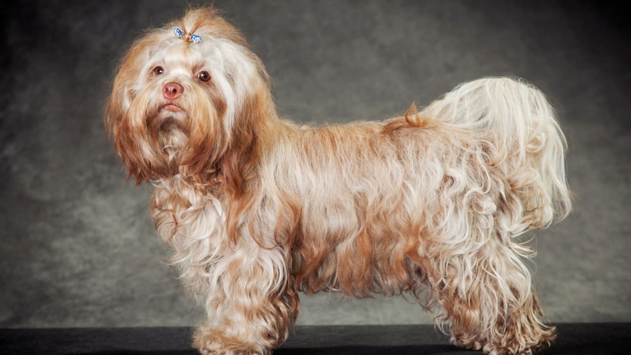 25 Dog Breeds for Those Who Love the Weird & Wonderful 17 25 Dog Breeds for Those Who Love the Weird & Wonderful - Russian Colored Lapdog dp337166024