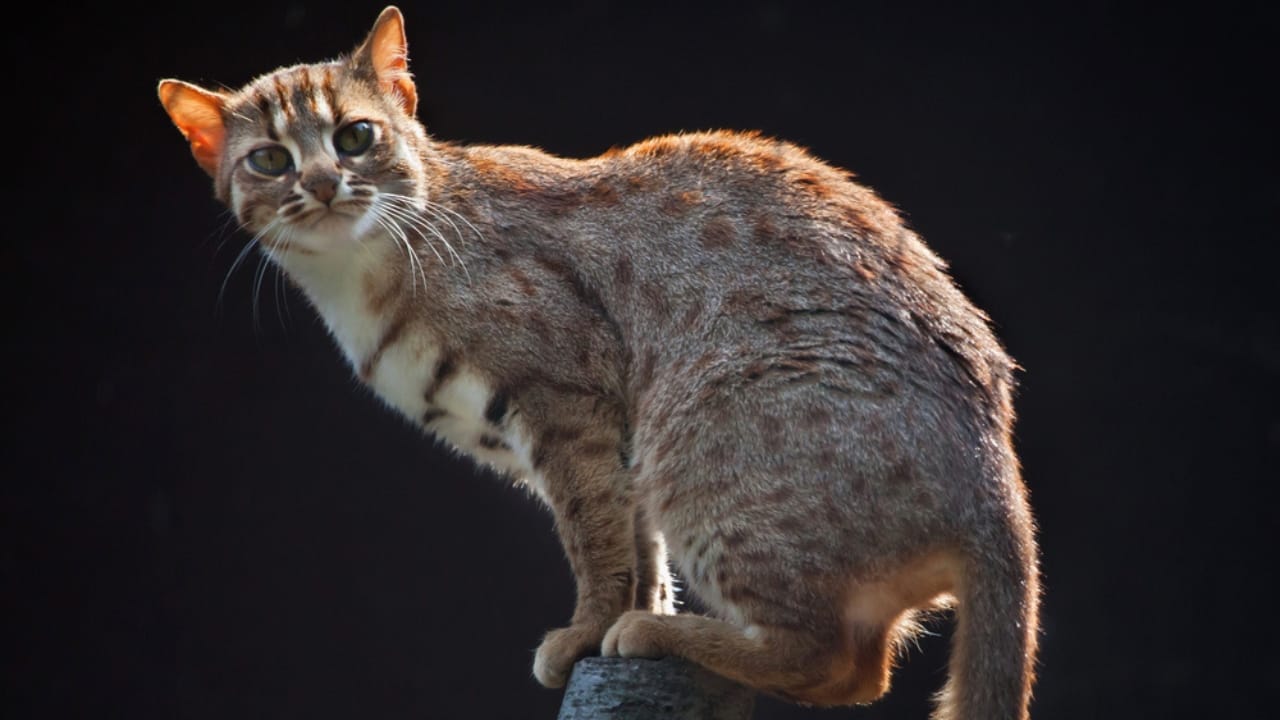 10 Wild Cats That are Among the Smallest in the World 3 10 Wild Cats That are Among the Smallest in the World - Rusty Spotted Cat dp120810320