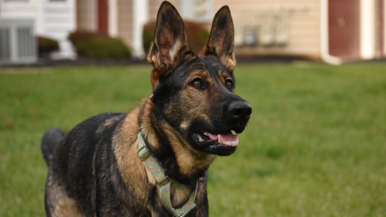 10 Rare German Shepherd Colors You Never Knew Existed 8 10 Rare German Shepherd Colors You Never Knew Existed - Sable German Shepherd ss2504194769