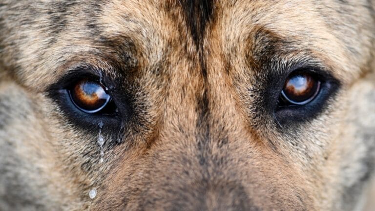 16 Red Flags That Show Your Dog Is Battling Anxiety & How to Help 7 16 Red Flags That Show Your Dog Is Battling Anxiety & How to Help - Sad dog crying ss1734261593