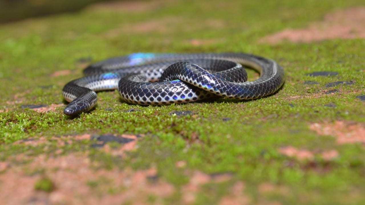 8 Snake Species So Rare, You May Never See Them 3 8 Snake Species So Rare, You May Never See Them - Saint lucia racer dp534639378