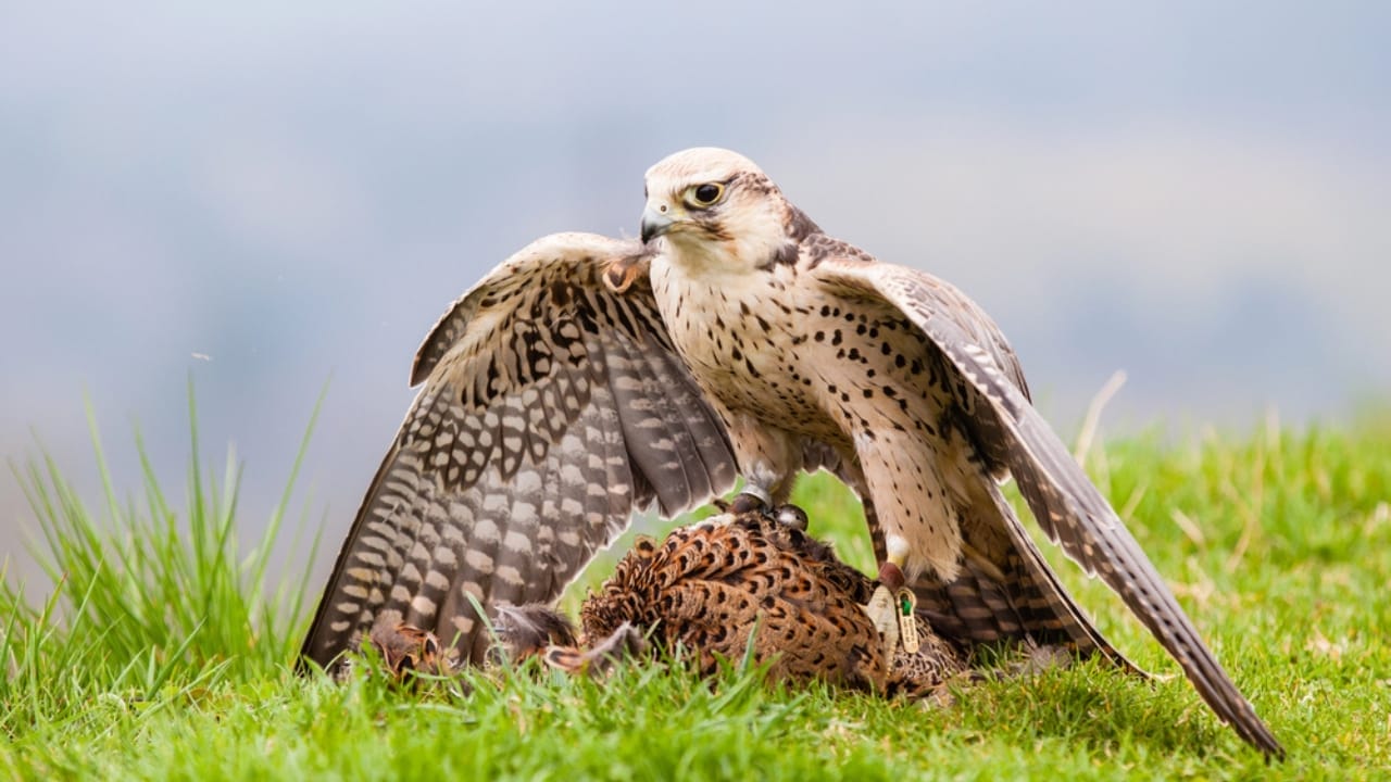 15 Birds That Take Flight at Record-Breaking Speeds 4 15 Birds That Take Flight at Record-Breaking Speeds - Saker Falcon dp45846451