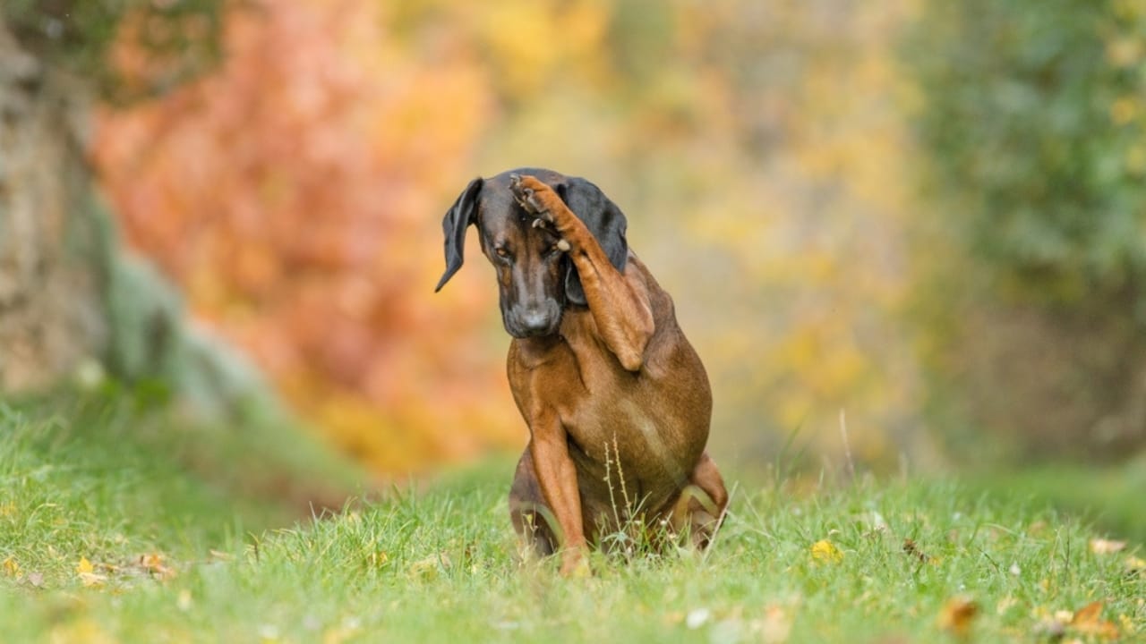 15 Easy Beginner Dog Tricks That Will Make Your Furry Friend a Superstar 15 15 Easy Beginner Dog Tricks That Will Make Your Furry Friend a Superstar - Salute dog ss2381394691