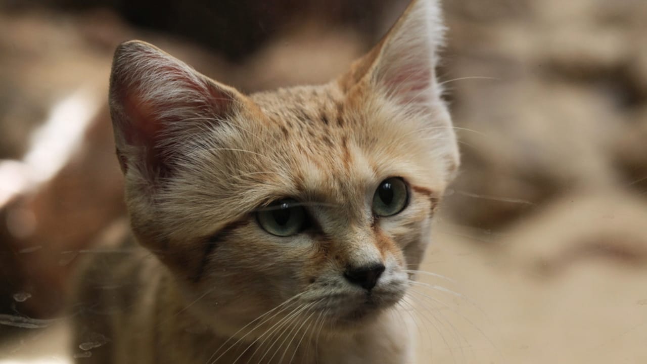 10 Wild Cats That are Among the Smallest in the World 8 10 Wild Cats That are Among the Smallest in the World - Sand Cat dp80107878