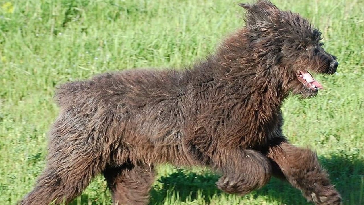 25 Dog Breeds for Those Who Love the Weird & Wonderful - Sardinian Shepherd Dog wc
