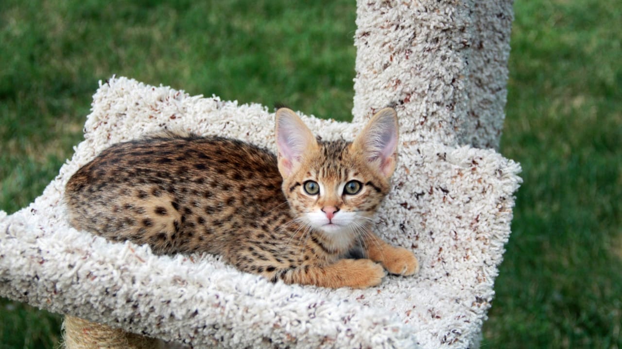 Meet the Savannah Cat: An Exotic 1980s Serval-Siamese Hybrid in Your Living Room - Savannah cat dp217852950