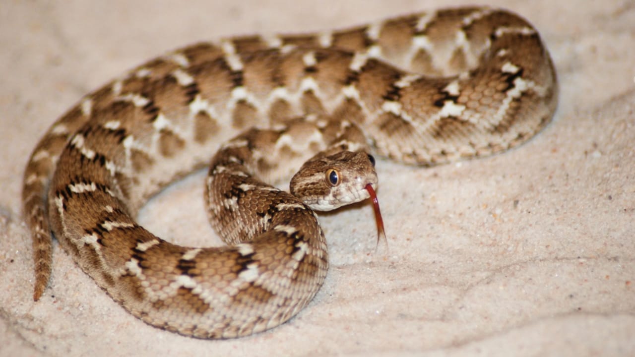 Ranking the 14 Most Dangerous Snakes in the World 10 Ranking the 14 Most Dangerous Snakes in the World - Saw Scaled Viper dp199412452