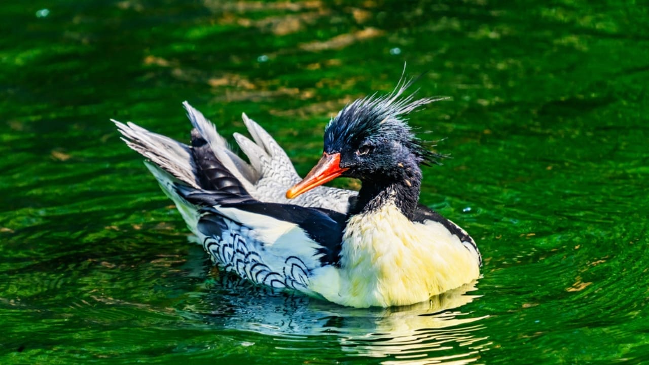 10 of the World's Rarest Birds: Among Over 10,000 Species, 1,480 are on the Brink of Disappearing - Scaly sided Merganser dp217470260