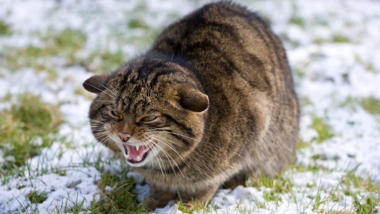 12 Wild Cats You Probably Didn’t Know Existed 7 12 Wild Cats You Probably Didn’t Know Existed - Scottish Wildcat dp450446466