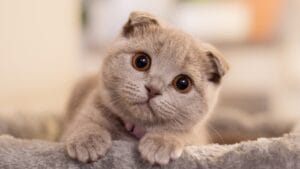 10 Stunning Gray Cat Breeds That Make Perfect Pets 1 10 Stunning Gray Cat Breeds That Make Perfect Pets - Scottish fold ss2386006989