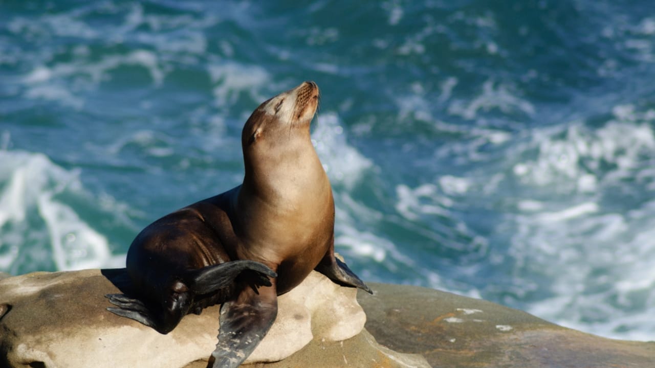 15 Animals Known for Their Gentle & Friendly Nature - Sea Lions dp73953475