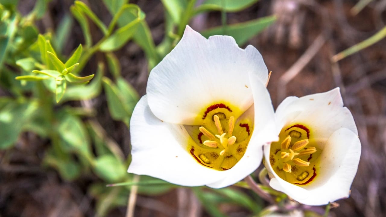 10 Unheard-of Foods That Became Lifesavers During Famine & Shortages 6 10 Unheard-of Foods That Became Lifesavers During Famine & Shortages - Sego lilies wc