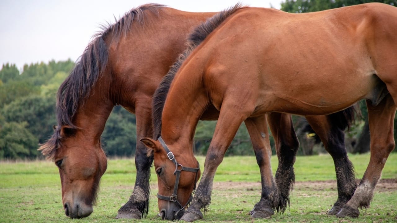 15 Top Racing Horse Breeds That Redefine Track Dominance 12 15 Top Racing Horse Breeds That Redefine Track Dominance - Selle Francais or french saddle horse ss2267321337