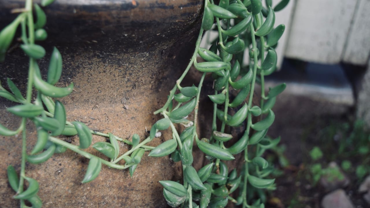 11 Low-maintenance String of Plant Varieties to Jazz Up Your Home Decor 6 11 Low-maintenance String of Plant Varieties to Jazz Up Your Home Decor - Shape banana leaves ss1679132929