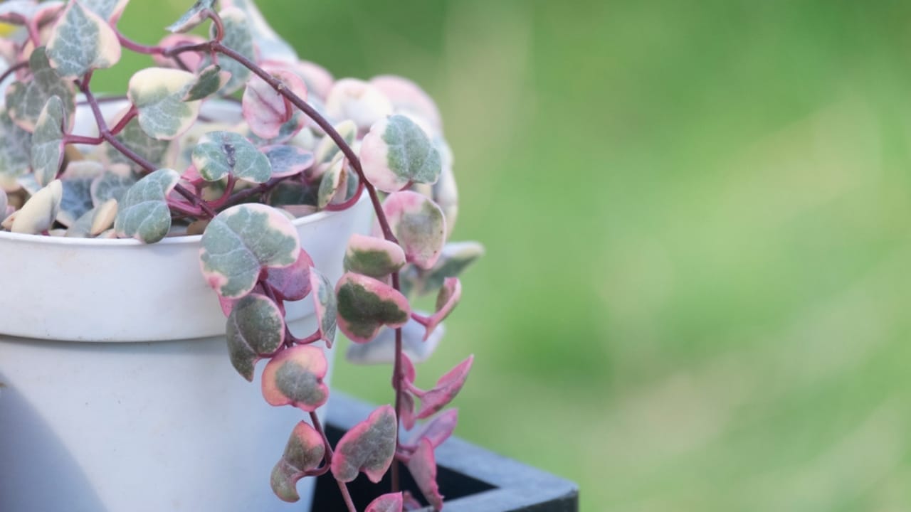 11 Low-maintenance String of Plant Varieties to Jazz Up Your Home Decor 4 11 Low-maintenance String of Plant Varieties to Jazz Up Your Home Decor - Shape hearts leaves ss1222645741